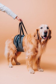 小王子的飛行床 狗狗輔助帶(不選色隨機出貨) 尺寸任選