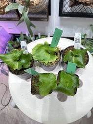 皇冠鹿角蕨孢子苗