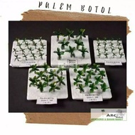 Model Miniature Bottle Palm Tree in Various Scales for Architecture