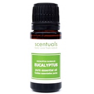 Tinh Dầu Bạch Đàn Xanh – 100% Pure Eucalyptus Essential Oil 10ml Sản phẩm cùng loại