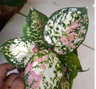 Aglonema Tri Colour / aglonema murah