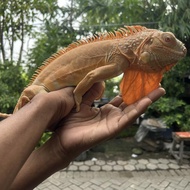Iguana red Albino jantan