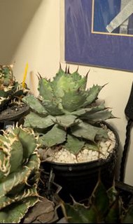 雷神嚴龍 | 龍舌蘭 | Agave