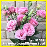 Eustoma Grandiflorum Seed - 20 Seeds Pink Eustoma Grandiflorum Flower Seeds for Planting Flower Plan