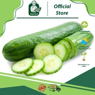 Cluster cucumber seeds Nonya Greens baby cucumber year-round high-yield 20pcs per packet AA111008