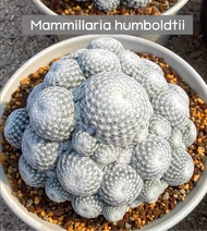 [ถูกที่สุด]แคคตัสแมมลูกกอล์ฟ Mammillaria humboldtii cactus and succulent plant