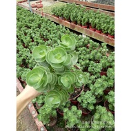 Money Wood Succulents Sand Cactus Pillar Cactus Plant Cactus Plant Potted Landscape DRGZ