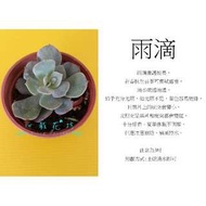 心栽花坊-雨滴(3吋)(多肉植物)售價350特價300