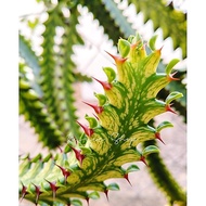 Keratan Cactus Euphorbia Lactea  Bercorak (1PCS)