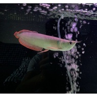 READY ARWANA SILVER RED SIZE 16-20 CM BERKUALITAS