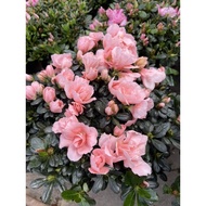Azalea (杜鹃花)red/pink flower medium pot real live plant free organic fertiliser 0.5kg free organic pr