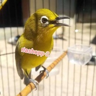 burung pleci dakun garut asli voer total ngeriwik jantan mewah