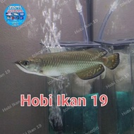 Dijual Ikan Arwana Jardini Batik/Arwana Jardini Irian/Arwana