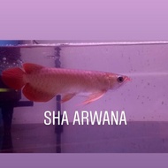 super red chili arwana arowana super red