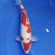Ikan Koi Import Jepang Momotaro Kohaku 50cm 