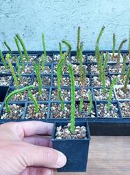 【石在好玩】 Euphorbia Saxorum 岩大戟 (開紅花)