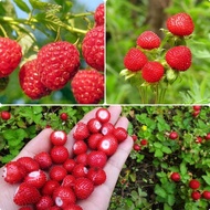 Ready Stock High Quality Raspberry Fruit Seeds (1000pcs/bag) Benih Pokok  Vegetable Seeds