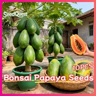 100% Legit Fresh Red Lady Dwarf Papaya Seeds for Planting Fruit Trees (High Germination, 10pcs) Bons