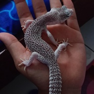 leopard gecko pied