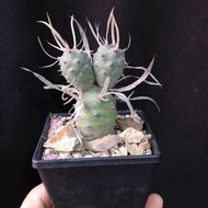 3頭) 紙刺武藏野 米奇頭 塊根 多肉植物 盆栽 盆景 非習志野 plant succulents