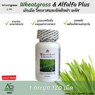 (1 กระปุก ) ผักเม็ด Wheatgrass & Alfalfa Plus วีทกราส อัลฟาลฟา พลัส ของแท้ สูตรดั้งเดิม