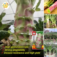100% Fresh Original Red Stem Asparagus Lettuce Seeds (1000 seeds) High Yield Big Stem Celery Lettuce