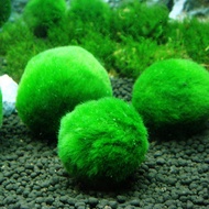 Fish Tank Ornament 2-3cm Moss Balls Live Aquarium Plant Algae Simulation Green Algae Balls Artificial Plant