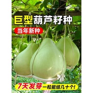 Extra Large Gourd Seed Balcony Courtyard Potted Plant Climbing Vine Plant Large Gourd Agricultural C