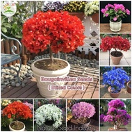 [Singapore Ready Stock] 100pcs Mixed Dwarf Bougainvillea Seeds Flower Seeds for Planting Flowering P