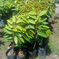 Pokok Musang King Kawin D197 Original