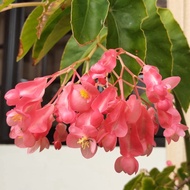 [Ready Stock] Begonia Maculata Bamboo/竹节秋海棠/多花