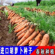 紅蘿蔔蔬菜種子 種籽進口三系雜交高產胡蘿蔔種子 種籽 荷蘭101雜交胡蘿蔔籽hn