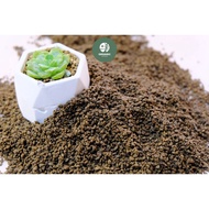 1KG Pumice Stone/ Batu Apung / Cactus Soil For Cactus Succulent Adenium Alocasia 轻石 浮石 仙人掌 多肉 植物种植培养基