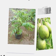 bibit pohon kedongdong-buah kedongdong