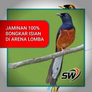 promo SKY WINGS BOOSTER serbuk gacor khusus lomba