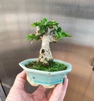 壽娘子 盆景