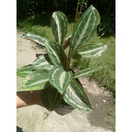 ✜Medallion Plant Calathea