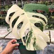 Rare TKL - Monstera Albo Borsigiana Variegated (1-4 Leaf) 稀有 龟背竹白锦 (1-4叶)