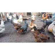 Fertil Garansi Telur Ayam Larmod/Layer Modif Murni Fertil Terlaris