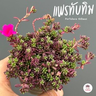 แพรทับทิม #กระถาง3นิ้ว คุณนายญี่ปุ่น Portulaca Gilliesii ไม้อวบน้ำ กุหลาบหิน cactus&amp;succulentหลากหลายสายพันธุ์