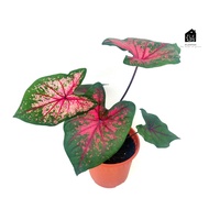 Caladium Mix indoor plant