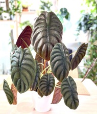 tanaman hias bibit alocasia cuprea/tengkorak daun 2-4