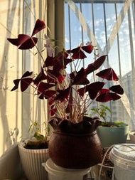 紫葉幸運三葉草球根耐寒花卉紫蝴蝶種球四季開花三葉草盆栽