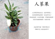 心栽花坊-人參果/人蔘果/香瓜梨/季節限定/3吋盆/售價60特價50