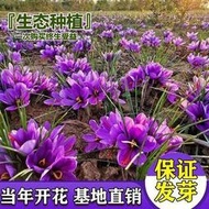 好姐姐丶【yao用藏紅花】番紅花食用耐寒花卉種子 種籽冬季開花種球花卉盆栽tqxy