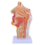 (GPBS) Nasal Cavity Throat Anatomy Model Human Anatomical Pharynx Larynx Model for Students Study Di