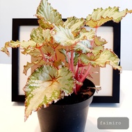 Begonia Rex / Begonia