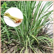 ◄ ☏ ✤ lemon grass plant seeds