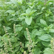 20 Lemon Basil Plant seeds Garden Seeds Vegetable Seeds(fr SG)