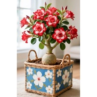 [Free Delivery] 2 seeds Imported new desert rose seeds